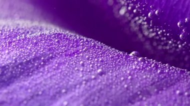 Baloncuklu suda parlak çiçeğin yakın çekimi. Stok görüntüleri. Ferahlatıcı baloncuklu mor çiçek tomurcuğu. Çiçek yaprakları üzerindeki küçük kabarcıklar parfüm için. 