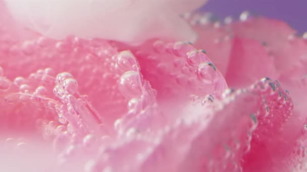 Płatki Róż Atramencie Materiał Filmowy Zbliżenie Pięknych Różowych Płatków Róż — Wideo stockowe