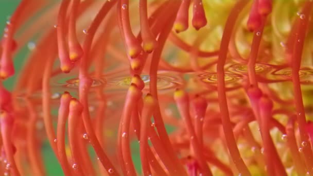 Rode Bloem Met Reflectie Onder Water Voorraadbeelden Bloemenmeeldraden Worden Weerspiegeld — Stockvideo
