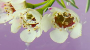 Çiçekli sanat çekimi. Stok görüntüsü. Çiçeklerin suya konduğu ve köpüklerin narin yapraklarını sardığı hafif bir arka plan. Yüksek kaliteli FullHD görüntüler