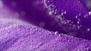 Çiçekli sanat çekimi. Stok görüntüsü. Çiçeklerin suya konduğu ve köpüklerin narin yapraklarını sardığı hafif bir arka plan. Yüksek kaliteli FullHD görüntüler