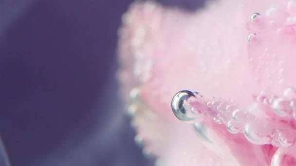 Pétalas Cor Rosa Água Filmagem Estoque Flores Água Que Envolvem — Vídeo de Stock