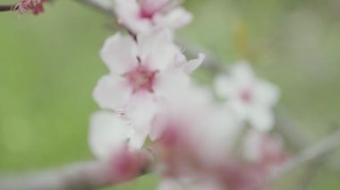 Pembe orkide dalı. Başla. Açık çiçeklerden oluşan bir dalla hafif makro çekim. Yüksek kalite 4k görüntü