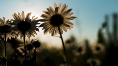 Parlak, güneşli çiçekler. Yaratıcı. Güneşe doğru büyüyen papatyalarla dolu yeşil bir alan ve güneş ışınları üzerlerine düşüyor. Yüksek kaliteli FullHD görüntüler