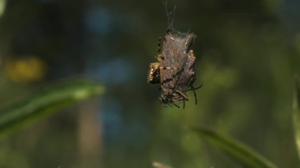 Insecte Creative Iarbă Verde Cazul Care Bondarii Colectează Nectar Din — Videoclip de stoc