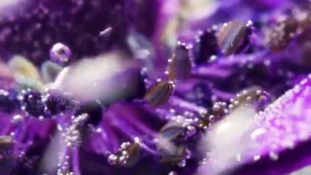 Żółty Fioletowy Kwiat Pod Wodą Głębokości Umieszczono Świeże Kwiaty Jasnych — Wideo stockowe