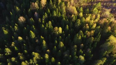 Helikopterden yarı sonbahar ormanı manzarası. Clip.Güneşin ışınlarının düştüğü yeşil ve hafif sarı bir ormandan görüntüyü al. Yüksek kalite 4k görüntü