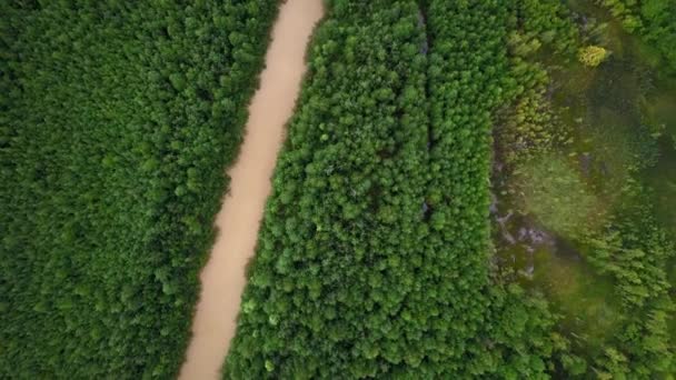 Ormandaki Kirli Nehrin Üst Manzarası Şarjör Yeşil Ormanda Kirli Çamurlu — Stok video