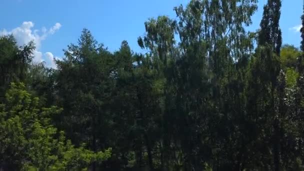 Πράσινο Καλοκαιρινό Δάσος Κτίρια Της Πόλης Πίσω Κλιπ Γαλάζιος Συννεφιασμένος — Αρχείο Βίντεο