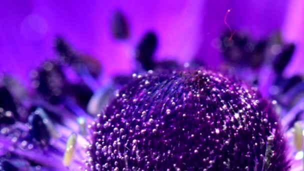 Piękny Fioletowy Pączek Kwiatowy Wodzie Materiał Filmowy Jasne Pąki Kwiatowe — Wideo stockowe