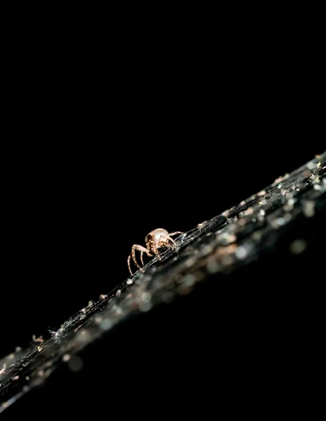 蜘蛛网和蜘蛛 — 图库照片