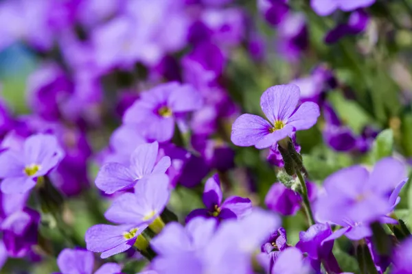 Veilchenblüte — Stockfoto