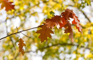 sonbahar yaprakları arka plan