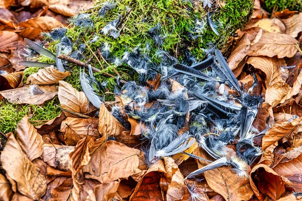 Rozrzucone Pióra Ptaków Lesie Liściastym Jesiennych Liściach — Zdjęcie stockowe