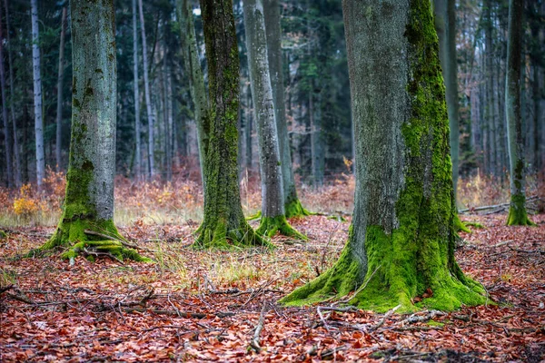 이끼로 뒤덮인 낙엽수의 줄기들 — 스톡 사진
