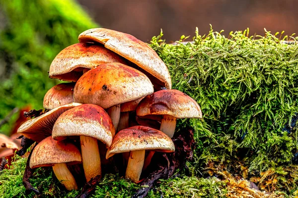 生长在落叶森林中的成熟蘑菇 — 图库照片