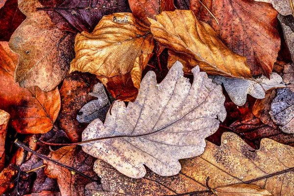 Trockene Blätter Von Laubbäumen Vordergrund Ein Eichenblatt — Stockfoto