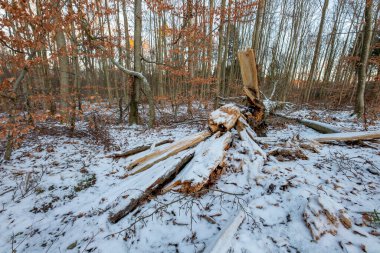 Devrilmiş bir yaprak döken ağaç, karla kaplı..