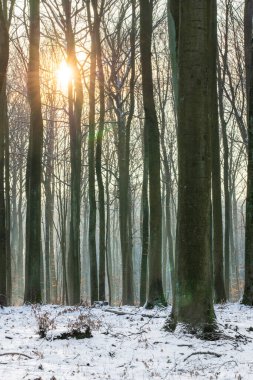 Batan güneşe karşı yaprak döken ağaç gövdeleri. Kış mevsimi.