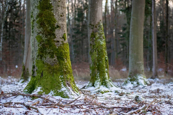 Troncos Velhas Árvores Caducas Cobertas Musgo Temporada Inverno — Fotografia de Stock
