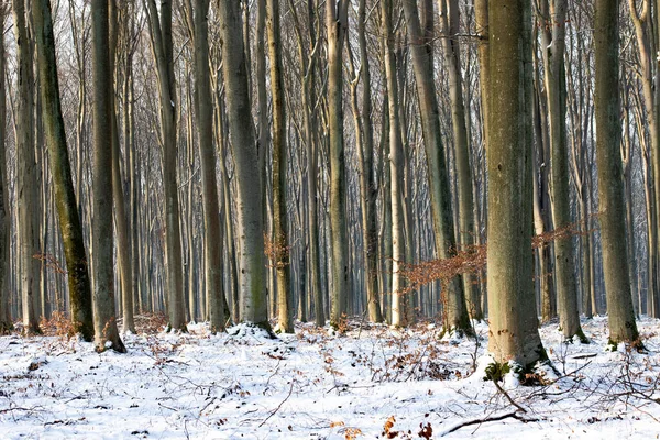 Bosco Faggio Inverno Trunks Alberi Decidui Nel Paesaggio Invernale — Foto Stock