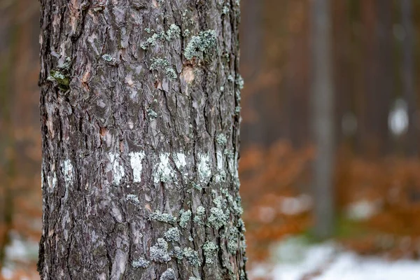 针叶树树皮上有白漆的痕迹 — 图库照片