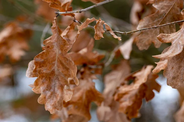 Suche Liście Dębu Fotografowane Zimą — Zdjęcie stockowe