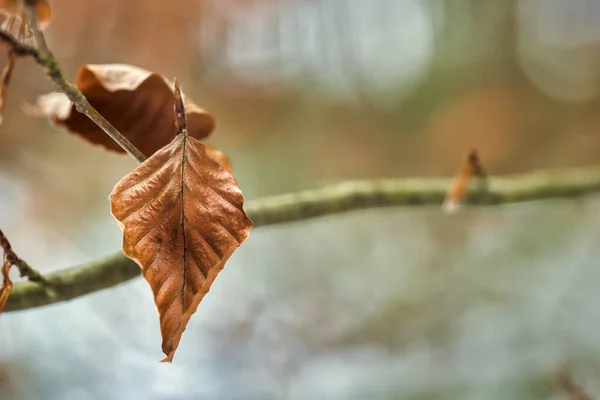 Сухие Листья Букового Дерева Осенний Сезон — стоковое фото