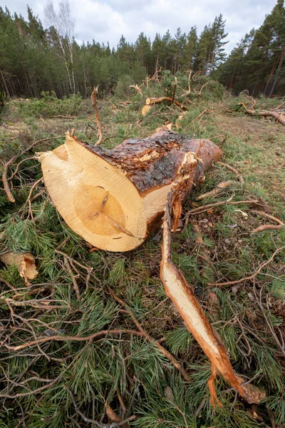 Ormanın Temizlendiği Yerde Bir Çam Ağacı Kütüğü Bahar Mevsimi — Stok fotoğraf