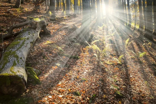 魅惑の森 — ストック写真