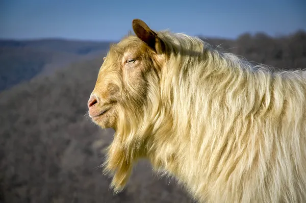 Han är mannen Stockbild