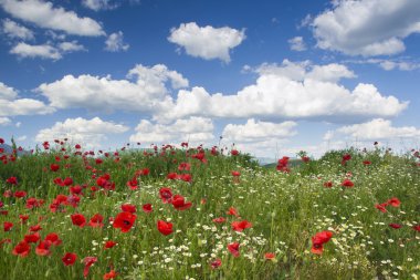 Poppies, gökyüzü, bulutlar