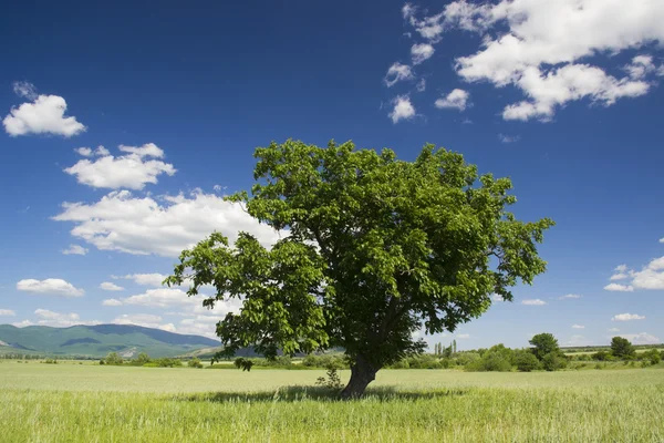 The green tree — Stock Photo, Image