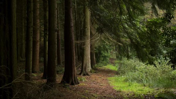 Ciemny las — Zdjęcie stockowe