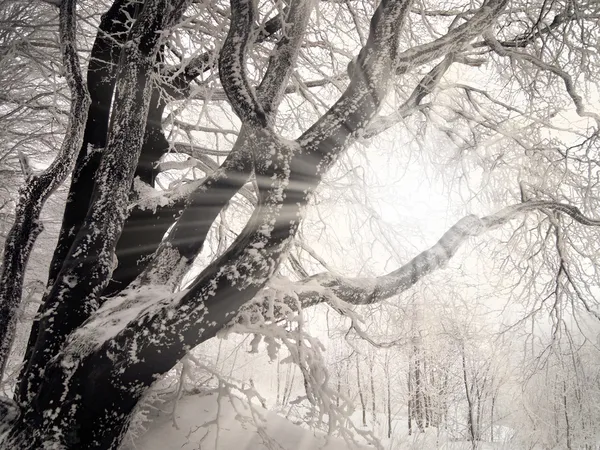 Winterstrahlen — Stockfoto