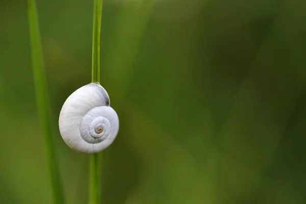 Enkelhet — Stockfoto