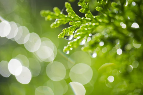 Manhã fresca e verde — Fotografia de Stock