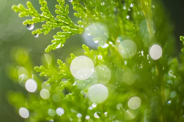 Manhã fresca e verde — Fotografia de Stock