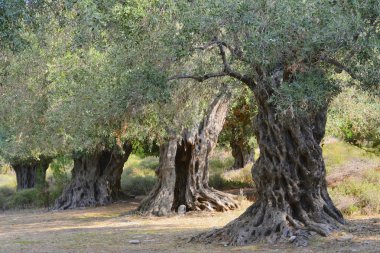 Antik zeytin ağaçları