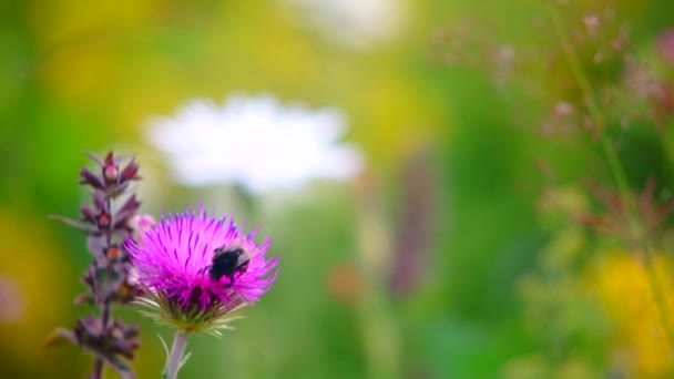 Collecting nectar — Stock Video