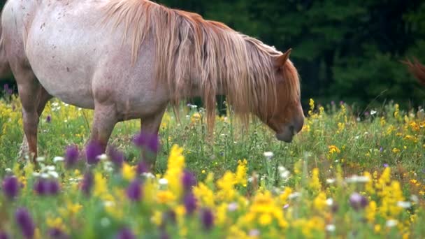 Grazing in peace — Stock Video