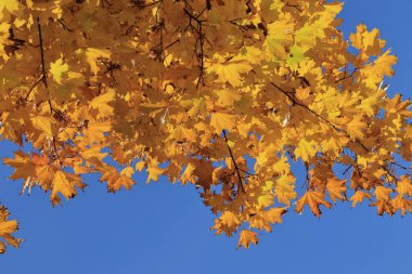 Sarı akçaağaç yaprakları, mavi gökyüzüne karşı güneş tarafından aydınlatılır. Sarı yaprakların arkaplan dokusu.