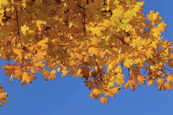 Sarı akçaağaç yaprakları, mavi gökyüzüne karşı güneş tarafından aydınlatılır. Sarı yaprakların arkaplan dokusu.