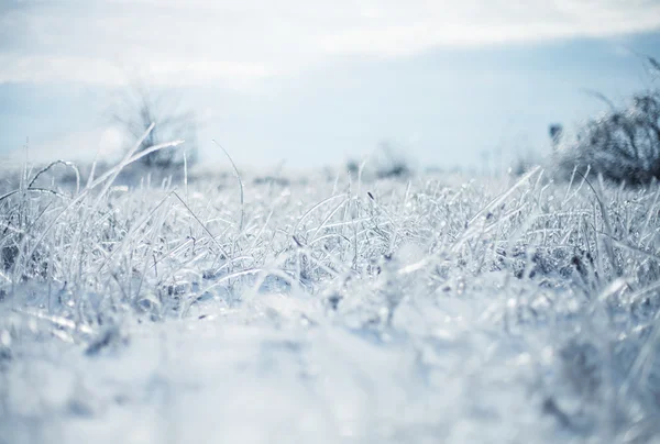 Ijzige gras — Stockfoto