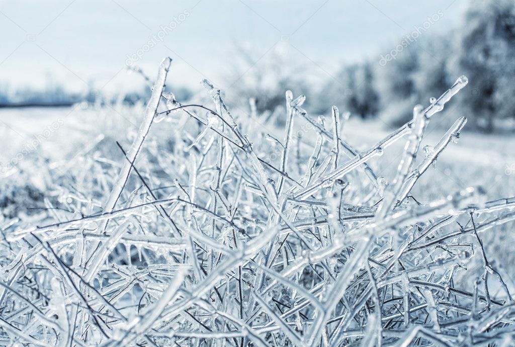 Icy branches