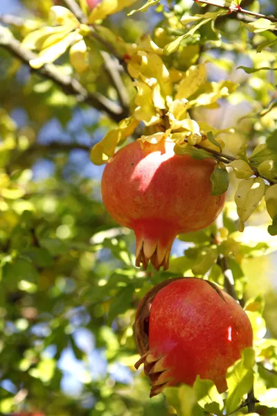 Nar ağacı — Stok fotoğraf