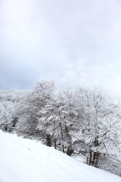 Снежная местность — стоковое фото