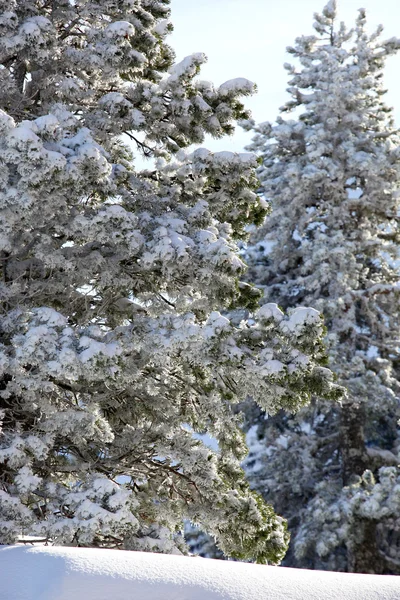 Floresta de Inverno — Fotografia de Stock