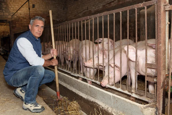 Farmer feeding pigs