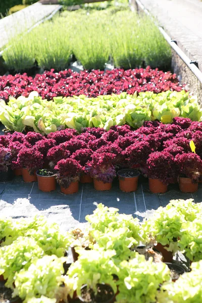 Växter på en plantskola — Stockfoto